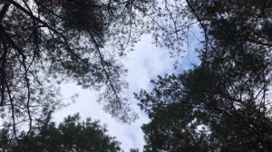 Пешие прогулки по лесу. Почему это важно?