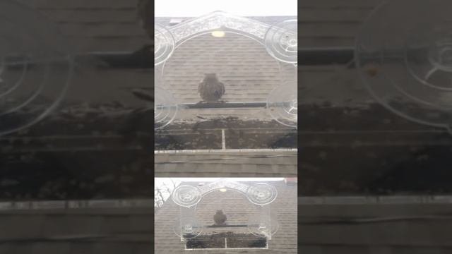 Timelapse Harmony: Birds of the Pacific Northwest at the Feeder Cam