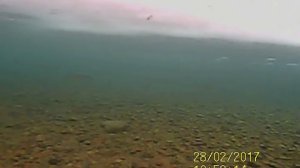 Хариус на зимовальной яме в Саянах