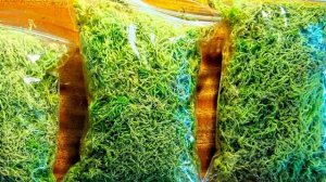 Главные продукты для поддержания здоровья сердца ( 2020 )