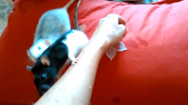 Крысиная мойка/rat washing смотреть онлайн