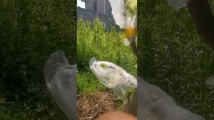 Обзор техник прививки деревьев, мой опыт и разные моменты (продолжение)