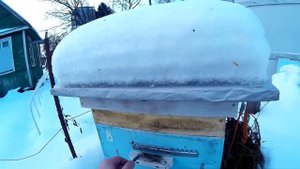 пчелка зимует на воле деревянные ульи, ульи ППС и ППУ  без дна