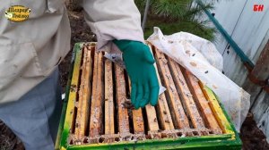 пчеловодство, весна, минус одна семья а помог бы зимний осмотр