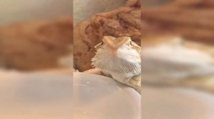 Big Lizard eating Сockroach /  Ящерица ест таракана