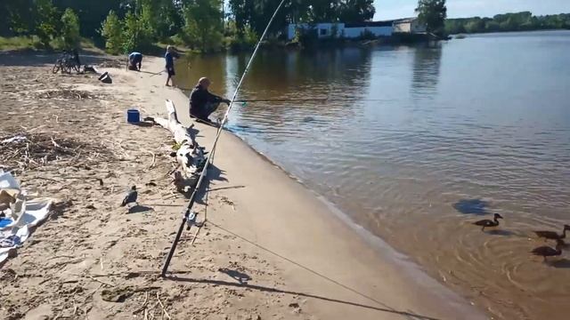 Рыбалка🎣/Кормим уток🦆🦆🦆). смотреть онлайн