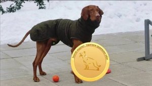 Догтренинг 592. Лучшая венгерская выжла: ум, преданность, высокая работоспособность.