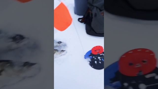 Рыбалка! Судака на Жерлицы смотреть онлайн