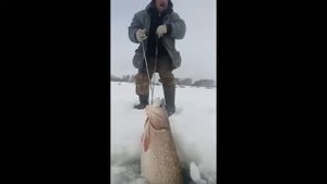 Огромная щука. Зимняя рыбалка.