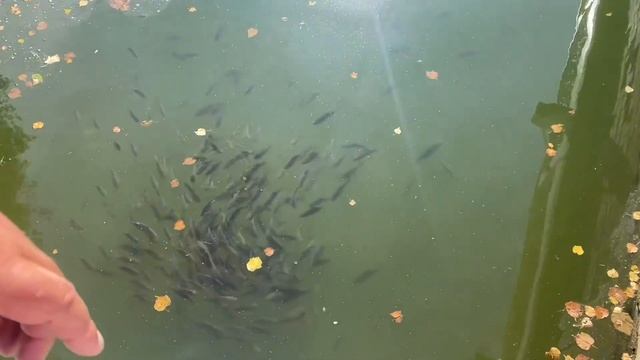 Поездка на машине из Казани в Санкт-Петербург смотреть онлайн