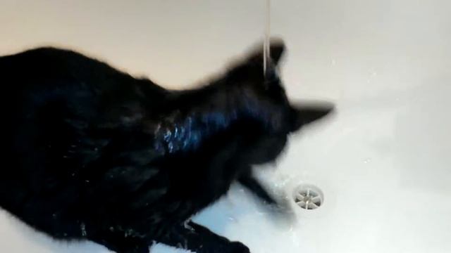 Кот ловит воду смотреть онлайн