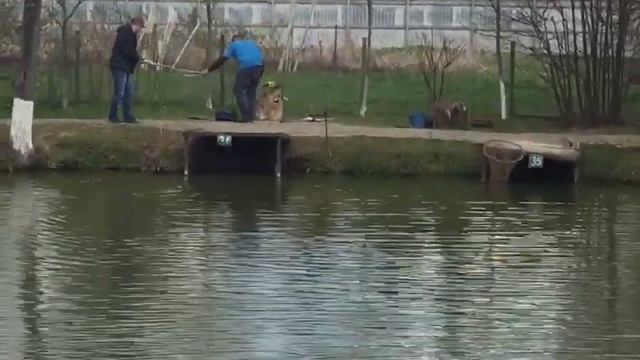 Ловля форели на пасты. РК Фишка Липки.