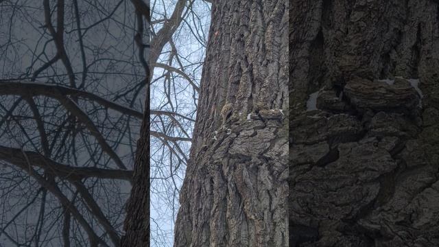 По дереву с кормушкой сегодня лазали две крохотные пищухи смотреть онлайн