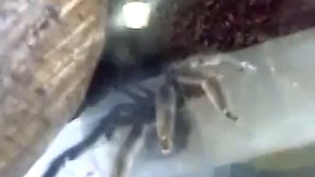 cambridgei L9 смотреть онлайн