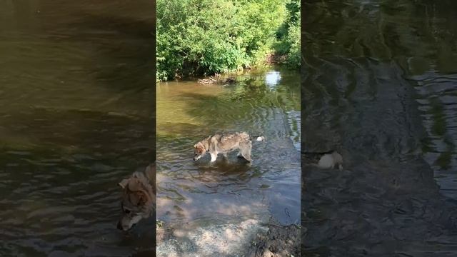 Вы можете стать хозяином Гриши и/или Жасмин