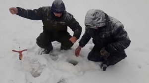 Поимка форели на малька