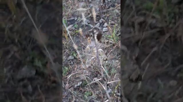 ловля тарантула смотреть онлайн