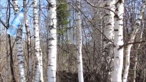 Как собираю берёзовый сок в бутылки на Закатовской горе.
