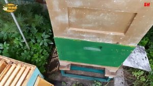 снимаем корпуса взятка нет меда нет сезон провальный