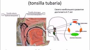 Органы иммунной системы