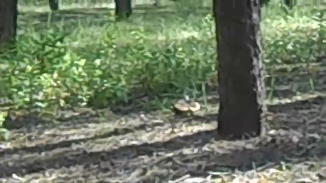 Сосновый лес смотреть онлайн