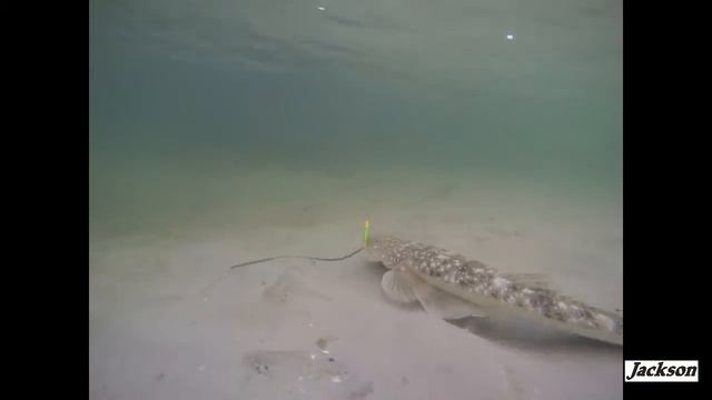 Jackson Quiet Beats смотреть онлайн