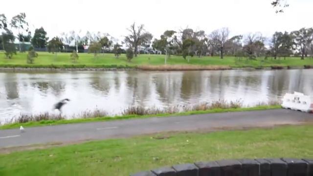 Орел не ловить мух