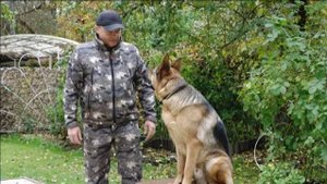 Догтренинг 556. Правильная немецкая овчарка. От агрессии к интересным прогулкам