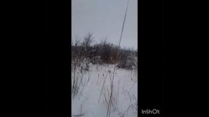 Ловля фазана на крючек. Завтра проверю
