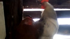 16 декабря 2018 г.(воинственная музыка"Звуки Волынки")