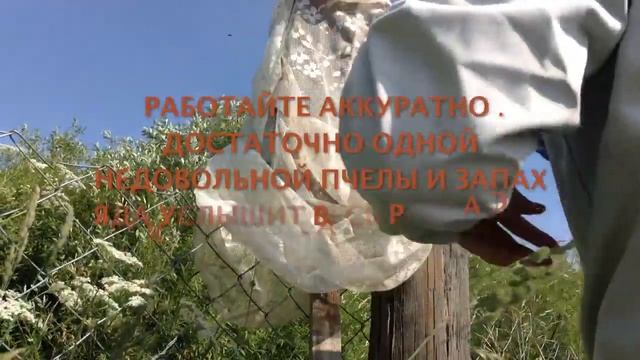КАК ЛЕГКО ПОЙМАТЬ РОЙ ПЧЕЛ смотреть онлайн