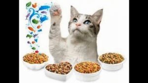 витамины для кошек биоритм