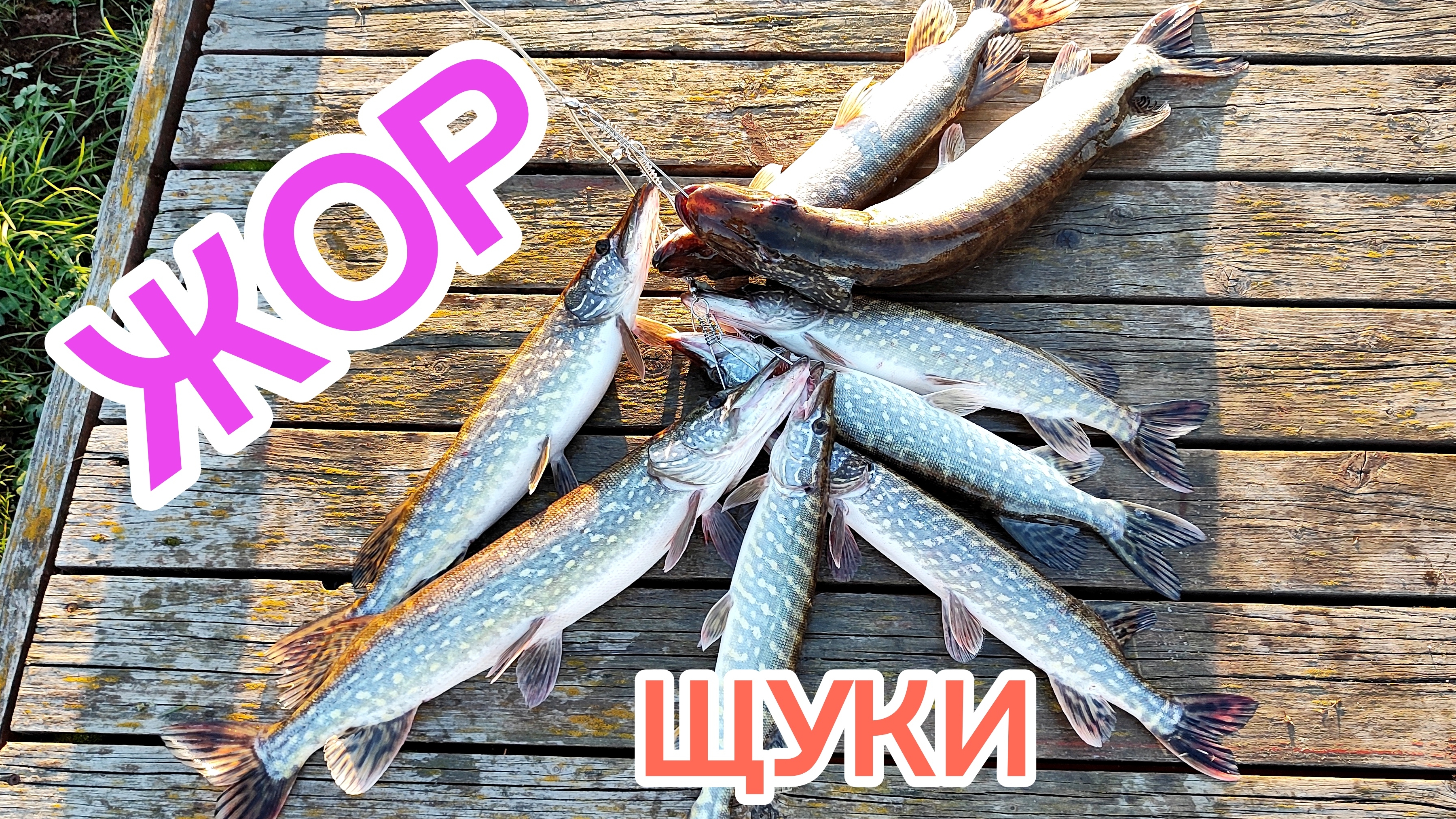 Осенний ЖОР щуки//Рыбалка на спиннинг.