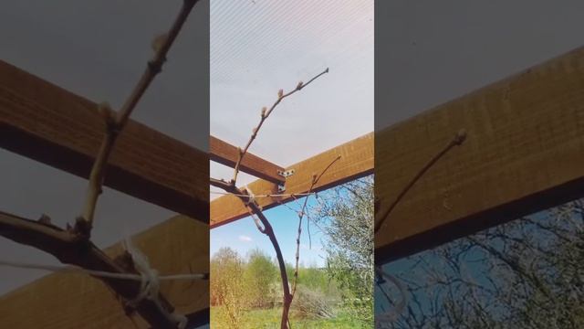 Автокормушка для кошек. смотреть онлайн