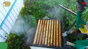 пчеловодство в условиях пандемии