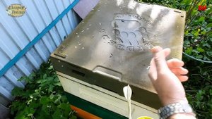 ульи медведь через год и варианты покраски ппу ульев ульям хана, разрушение ульев из ППУ