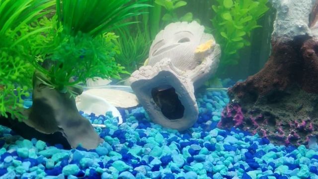 Aquarium Air pump/ 55 gallon fish tank смотреть онлайн