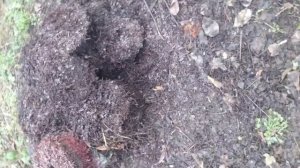 Виноградный жмых. 1L 1079