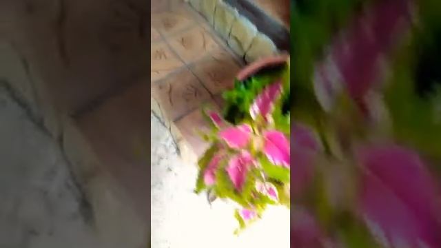 Туапсинский рай смотреть онлайн