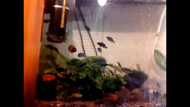 Новый отсадник  для малька с коряжкой смотреть онлайн