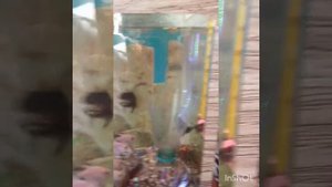 Кормушка для аквариума своими руками.