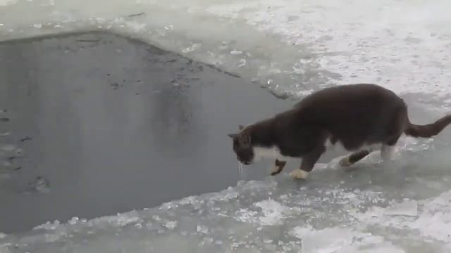 КОТ НА ЗИМНЕЙ РЫБАЛКЕ!!!! смотреть онлайн