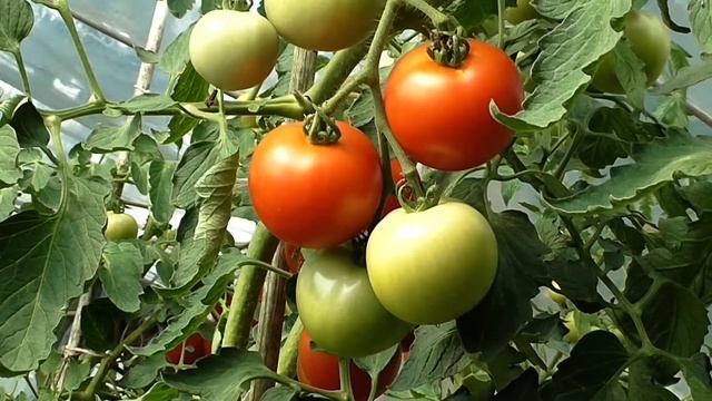 Посадка помидор на зиму вниз  Planting tomatoes for the winter