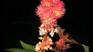 Мой сад, моя радость.