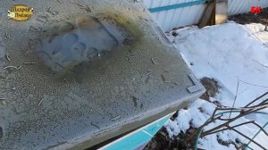 пчеловодство, вынужденная дача канди