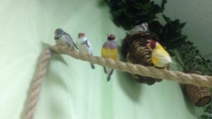 Выставка бабочек. ДК им.Газа/ 16.02.2016