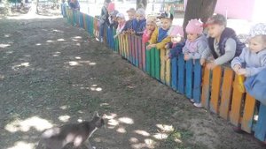 Наблюдение за кошкой