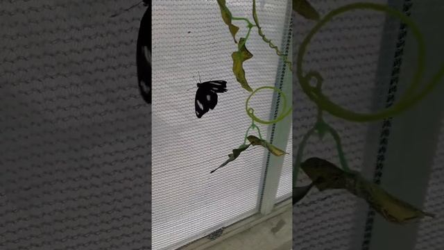 Москва. Дом бабочек-ВДНХ.🦋 смотреть онлайн