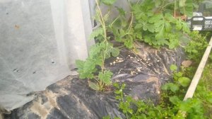 Арбузы в Подмосковье. Подвой - РутПауэр.