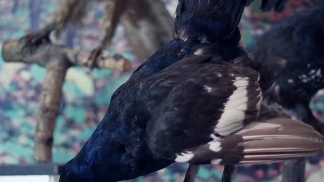 Пора домой. Удивительный мир перелётных птиц. Time to go home. World of migratory birds смотреть онлайн